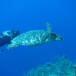 Belize Aggressor - May 2011