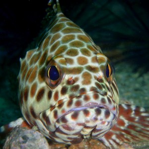 Marine life of the Gulf of Thailand