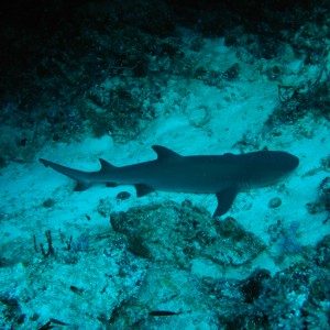 Dive Tubbataha Philippines