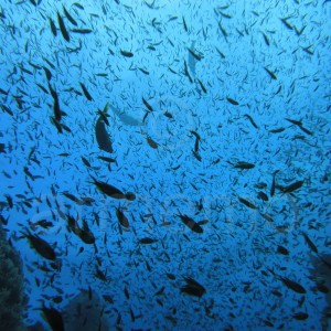 Caño Island, Costa Rica