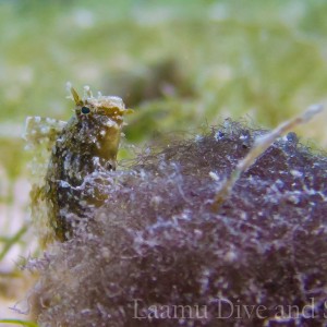 Laamu House Reef