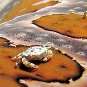 Bunaken and Lembeh 2012