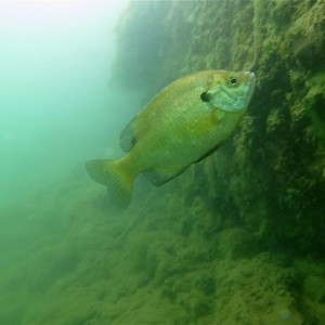 Windmill Quarry Dive, June 2012