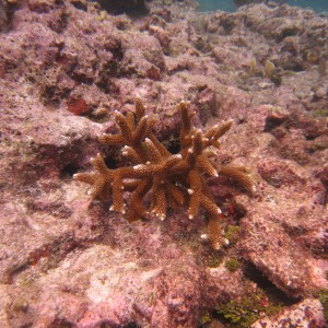 Coral Restoration 25Sept12