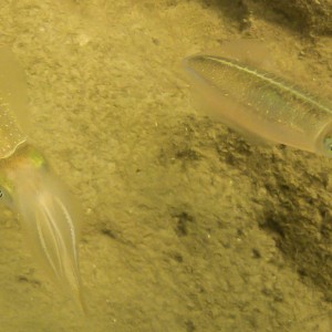 Snorkeling