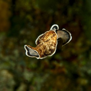 Philippines Siren/Apo Reef and Coron Bay