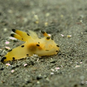 [Underwater Photography by Natalialesmana]