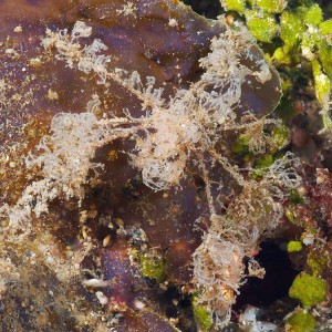 Lembeh 2013