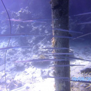 Red Sea