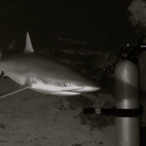 Shark Dive-Truk Lagoon