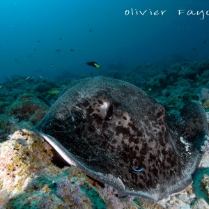 Just Diving in Mauritius