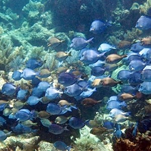 Diving in the Mayan Riviera, Mexico