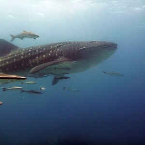 Diving at Song Saa Private Island