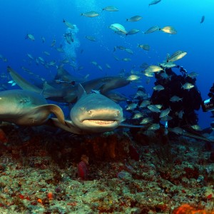 lemon sharks