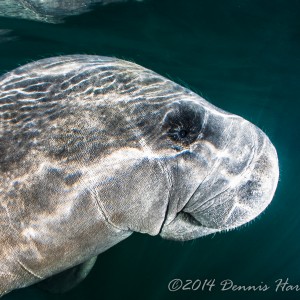 Homosassa Manatees 2014