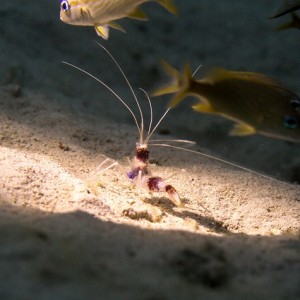 Bonaire August 2014