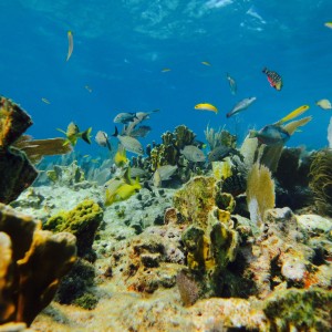 Key Largo April 2015