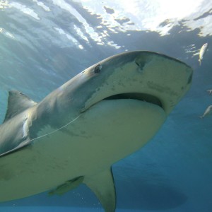 Shark Diving w/ JA SA