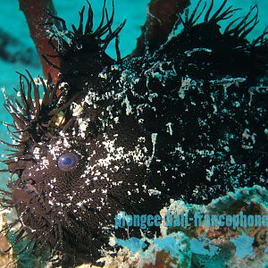 Indonesian underwater critters