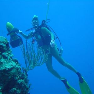 Bimini Diving