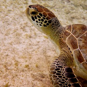 Bonaire 2018