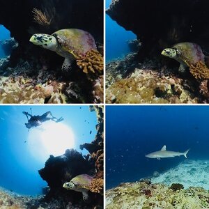 Fish Head, Maldives July 2024