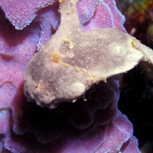 Oscelated Frogfish