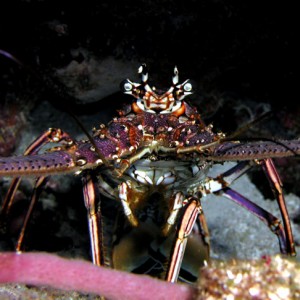 Spiney Lobster
