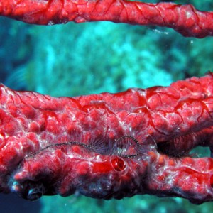 Brittle Star on Red Rope Sponge