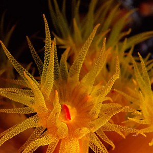 Orange Cup Coral - 1:1 macro