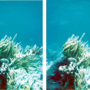 3D (Stereo ) cross your eyes 3D Coral