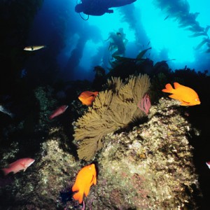 Reef scene Channel Islands