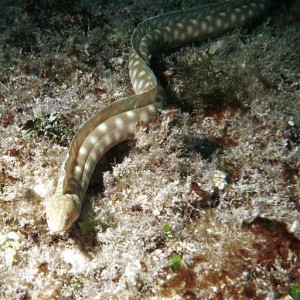 Sharptail Eel