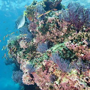 Baja Reef - Los Islotes
