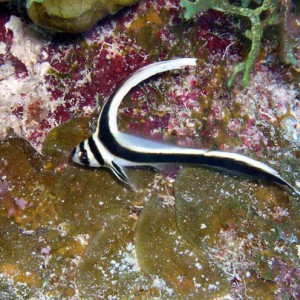 Juvenile Jackknife Fish