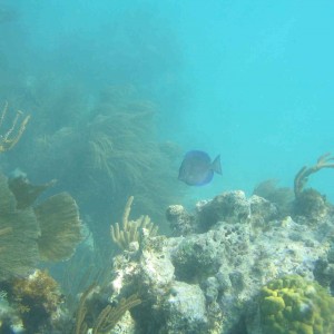 BVI Reef