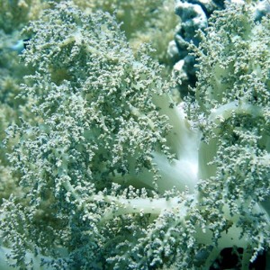 Soft coral close-up