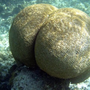 butt......um brain coral