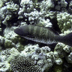 Red Sea Coral Grouper