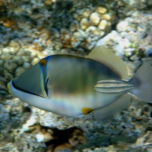 ArabianPicassoFish