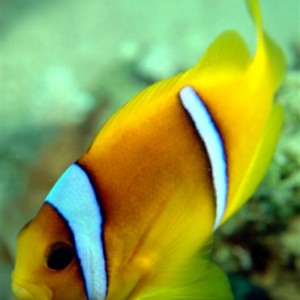 Clownfish2JPEG