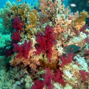 Coral2JPEG