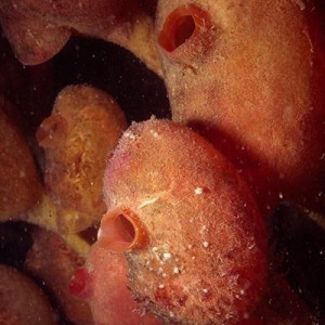 Stalked Tunicates