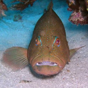 Coral trout - Wheeler Reef