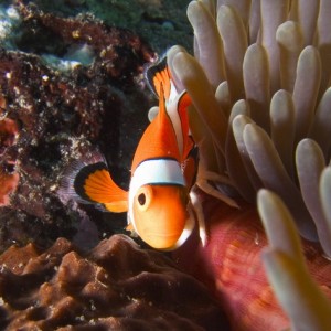 Anemone Clownfish_01