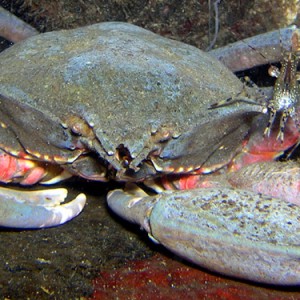 Spot shrimp on Kelp crab shoulder