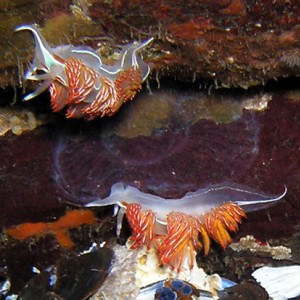 Opalescent nudibranchs Canada