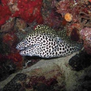 Honeycomb Moray Eel