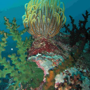 Crinoid and Greentree Coral