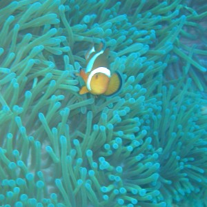 The real Nemo!